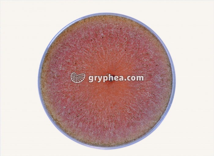 Sordaria - Culture sur boite de Pétri - souche sauvage (Sordaria macrospora) - gryphea.org